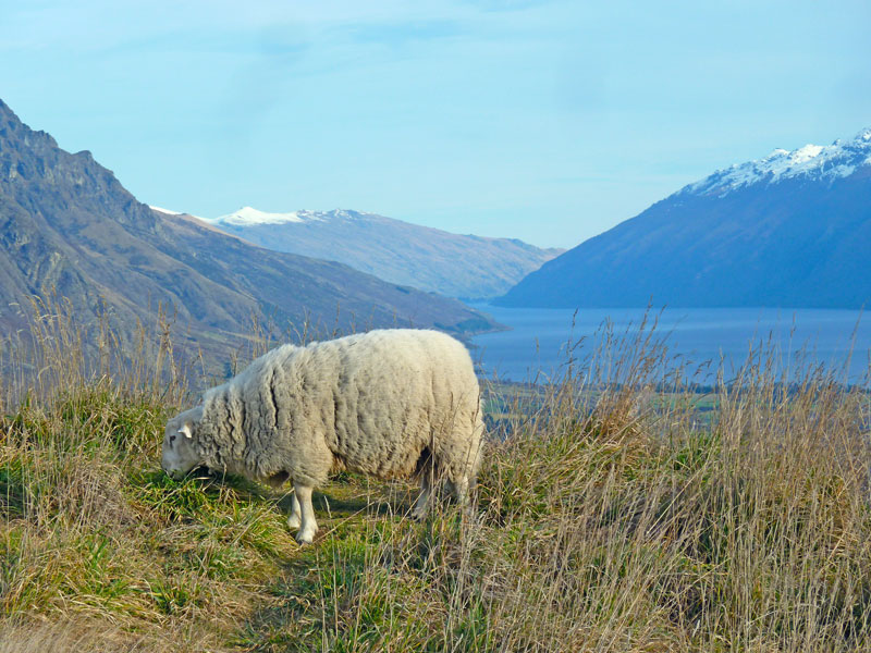 Fleecy felons on the “lamb”